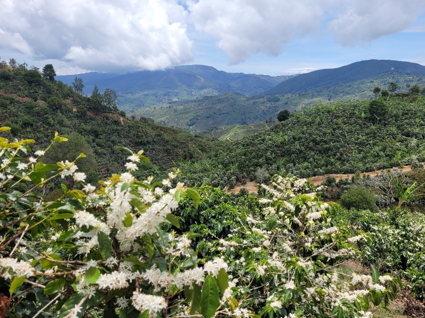 Costa Rica SL28