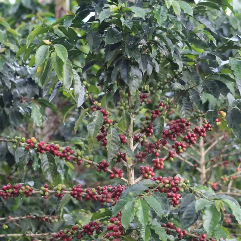 Colombia Juicy Passion Fruit