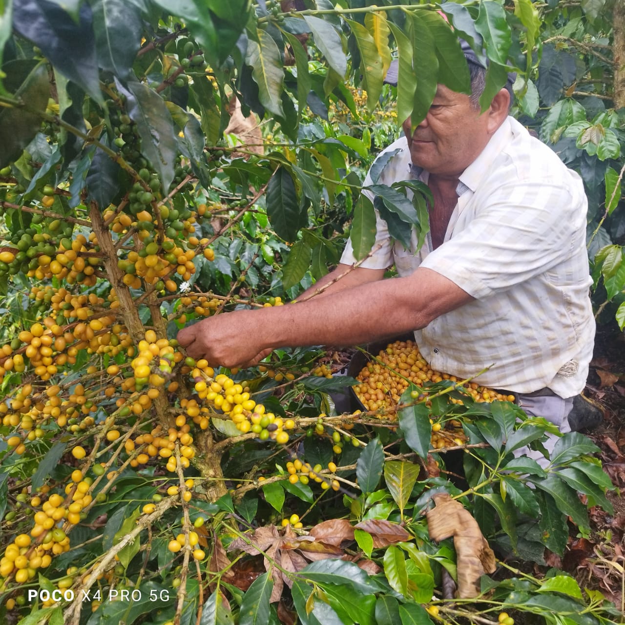 Colombia Anaya Ombligón