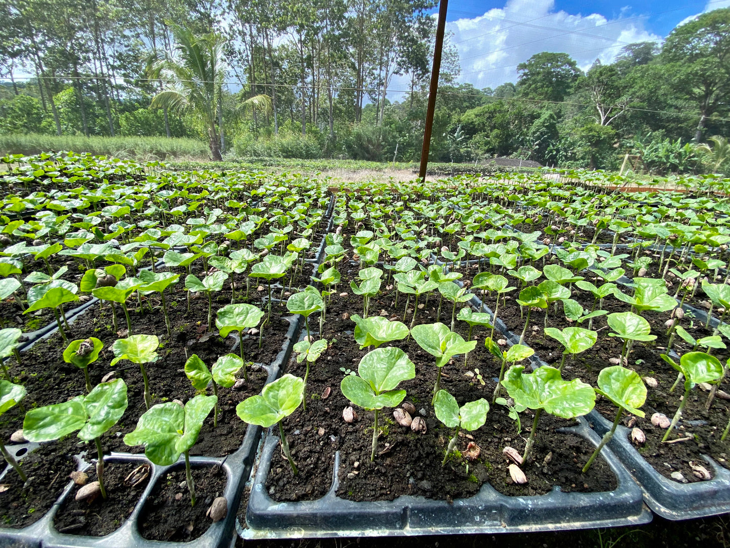 Costa Rica La Esperanza
