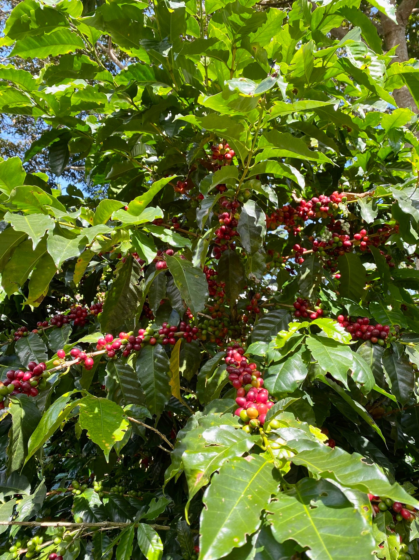 Costa Rica La Esperanza