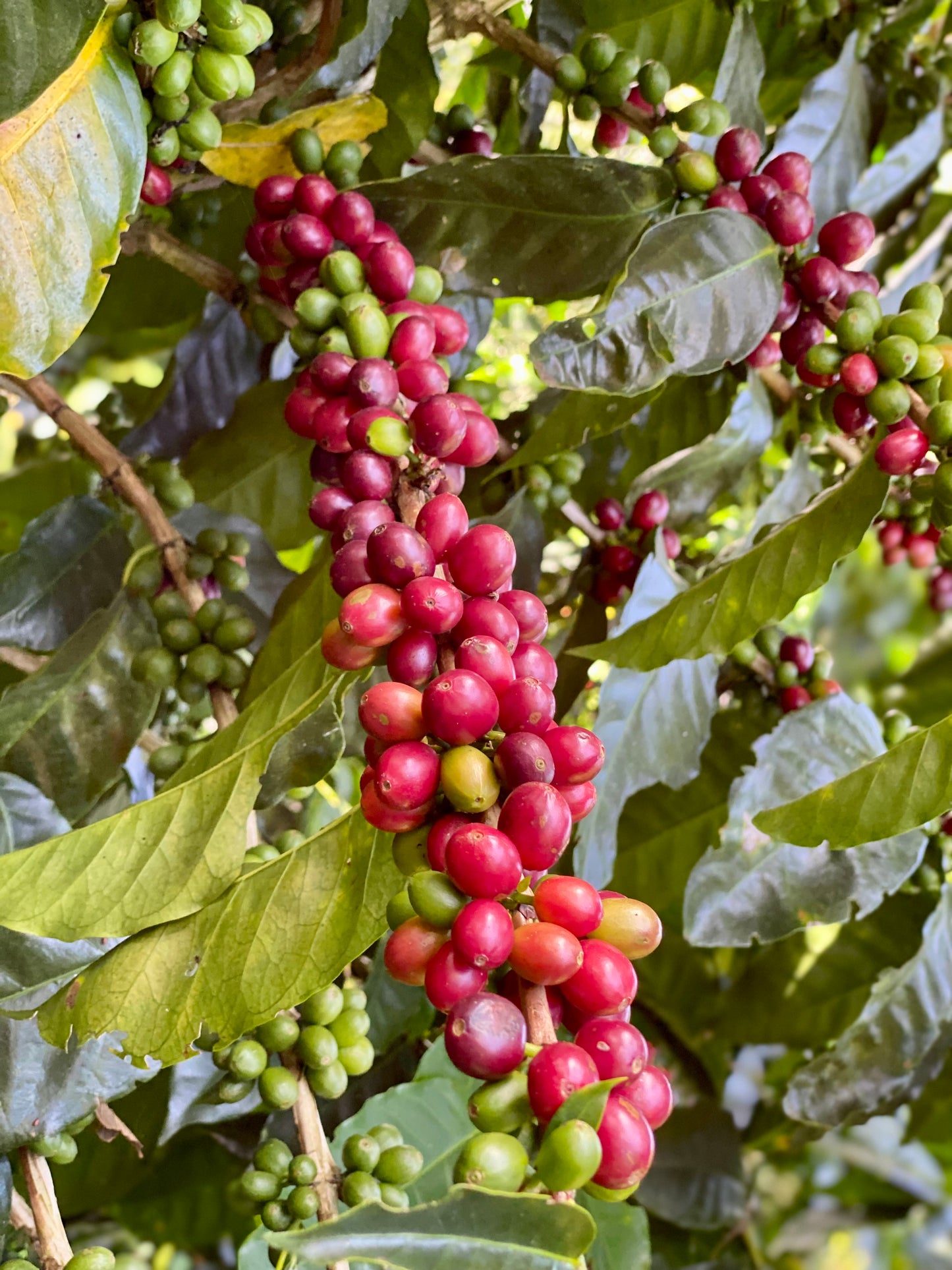 Costa Rica La Esperanza
