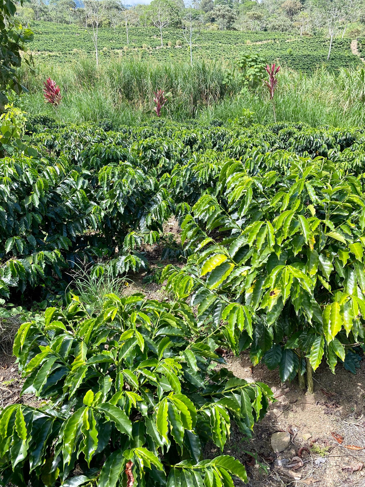 Costa Rica La Esperanza