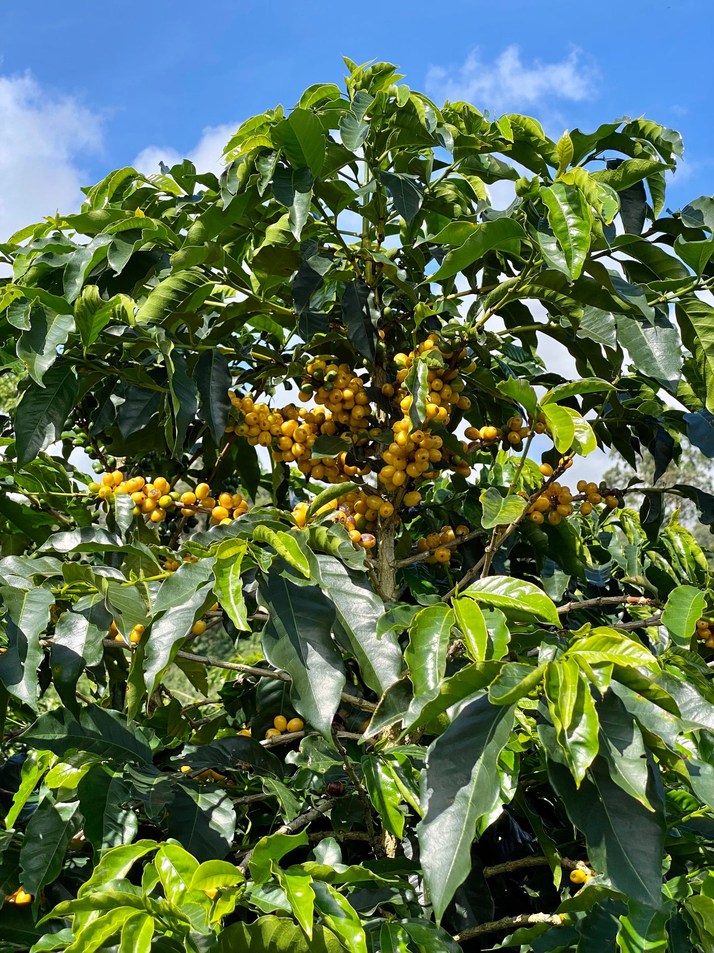 Costa Rica La Esperanza