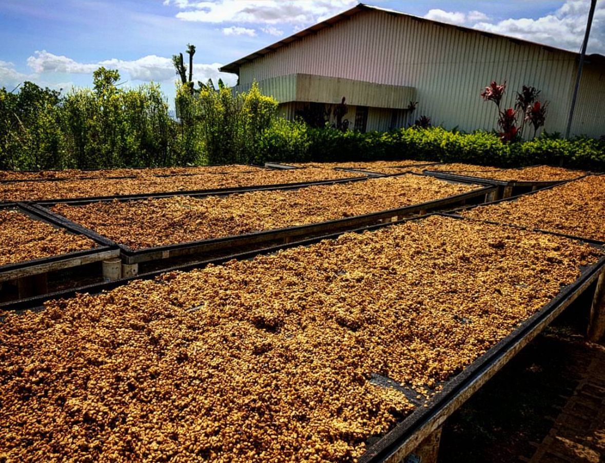 Costa Rica San Isidro Double Diamond