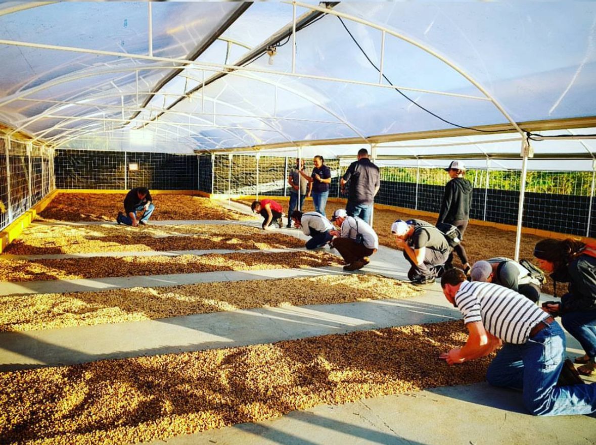 Costa Rica San Isidro Double Diamond