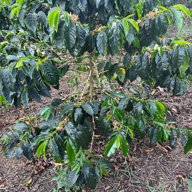 Colombia Bliss