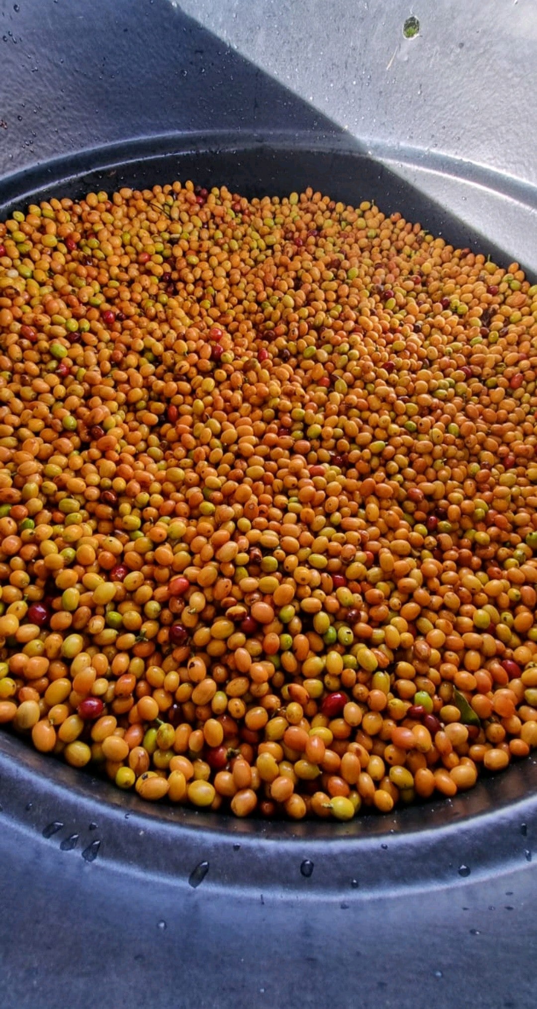 Colombia Anaya Ombligón