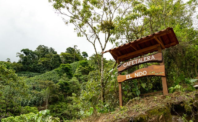 Costa Rica Reina de la noche