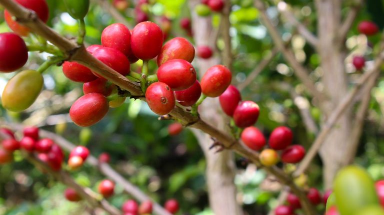 LA GENÉTICA Y BOTÁNICA DEL COFFEA ARABICA: UN VIAJE A TRAVÉS DE LA CIENCIA DEL CAFÉ