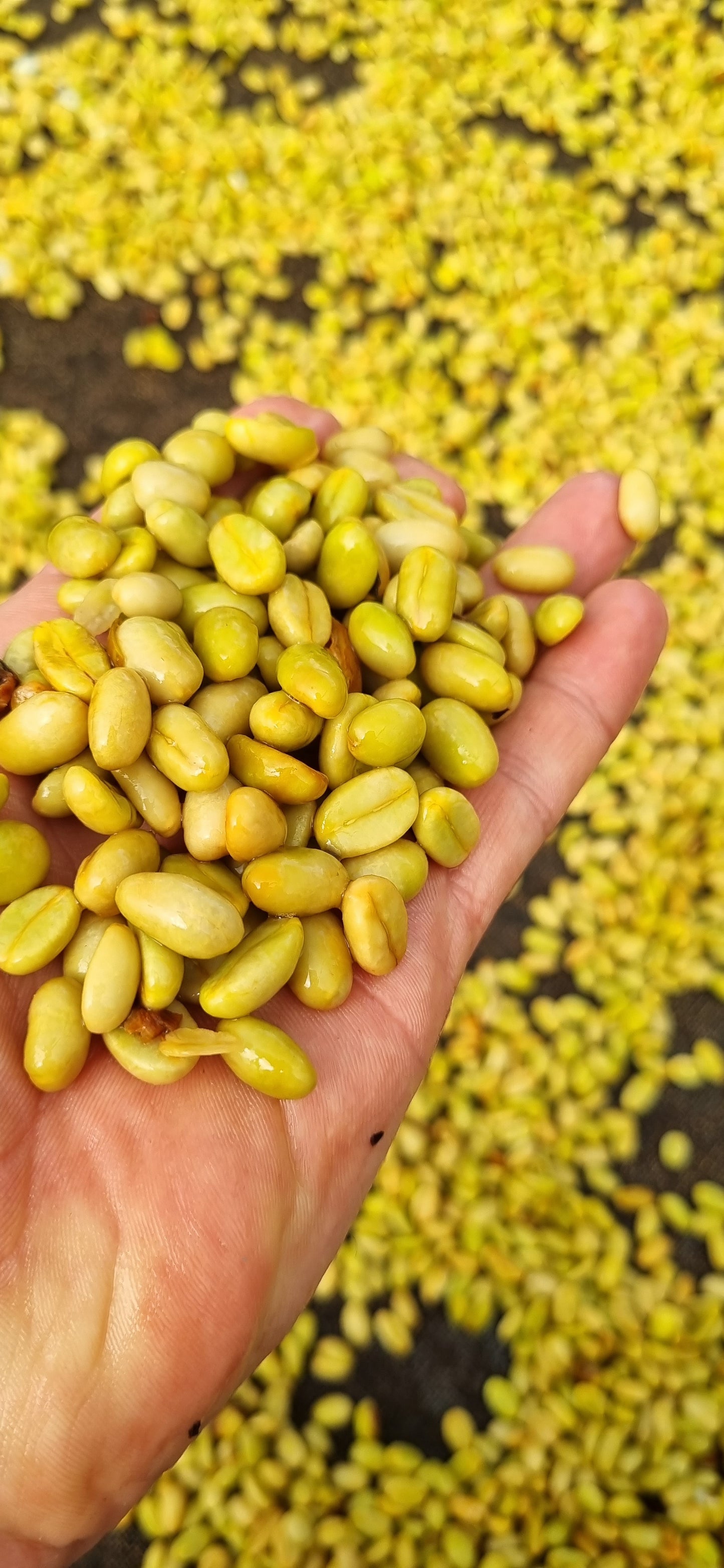 Colombia Anaya Ombligón