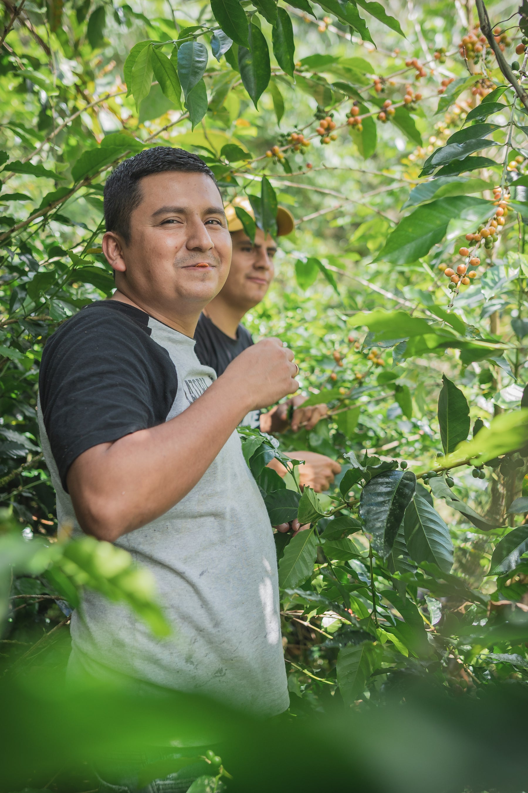 Productor de café entre cafetos en origen