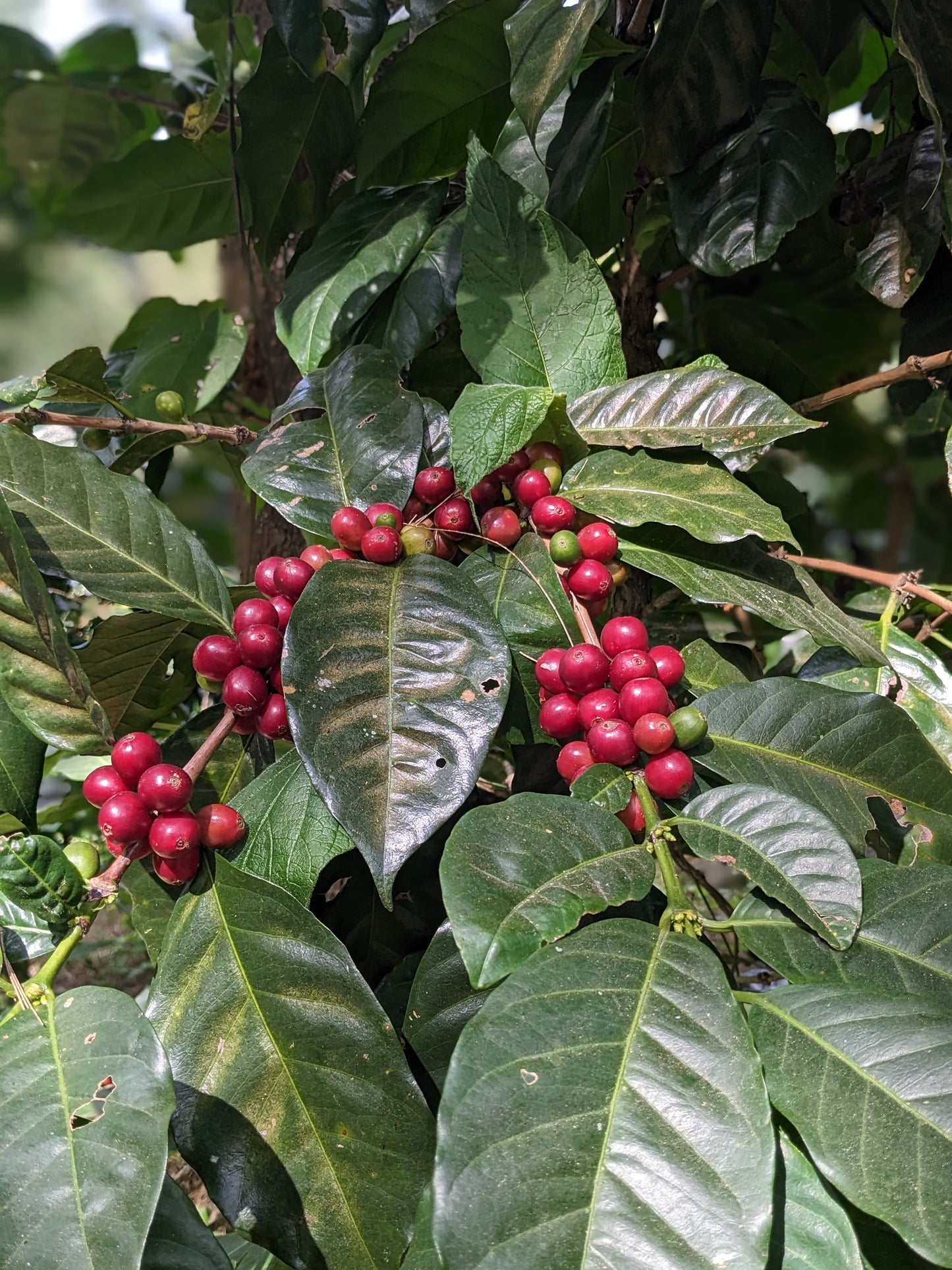 Guatemala San Antonio (Espresso)