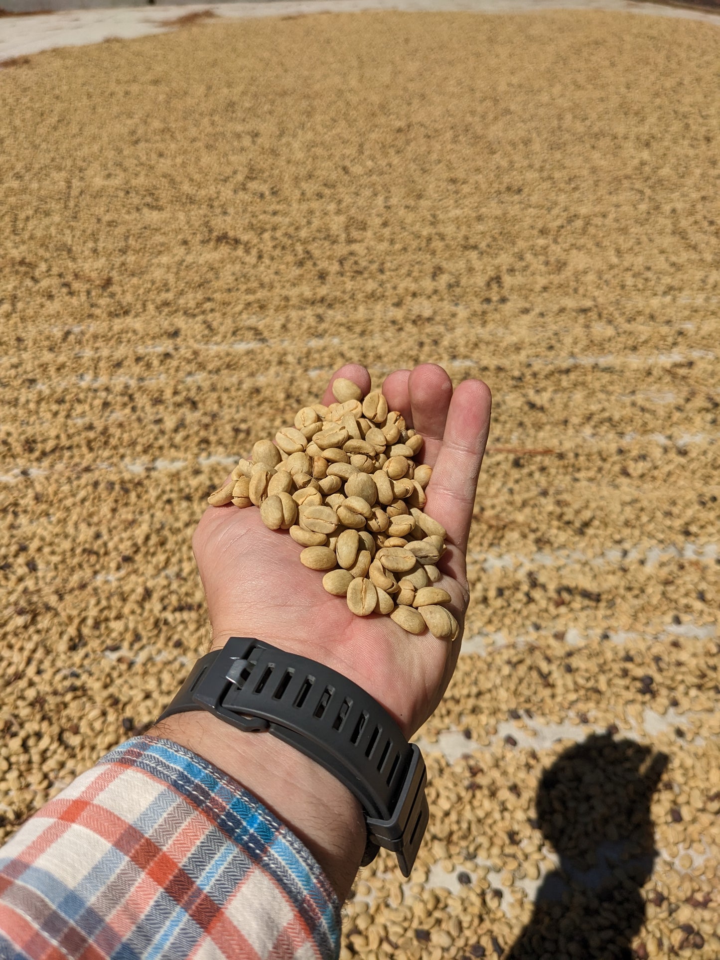 Guatemala San Antonio (Espresso)