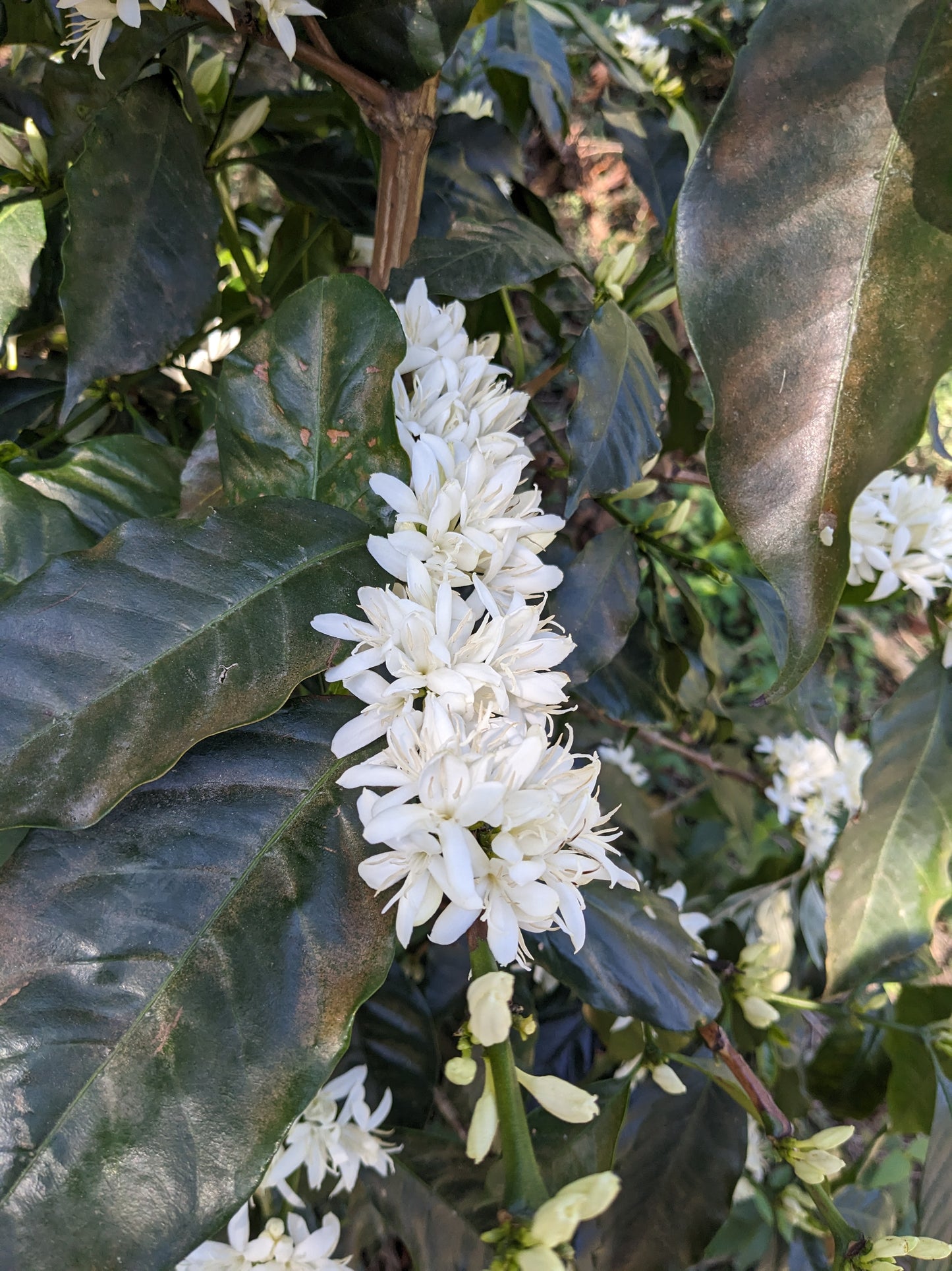 Guatemala San Antonio (Espresso)