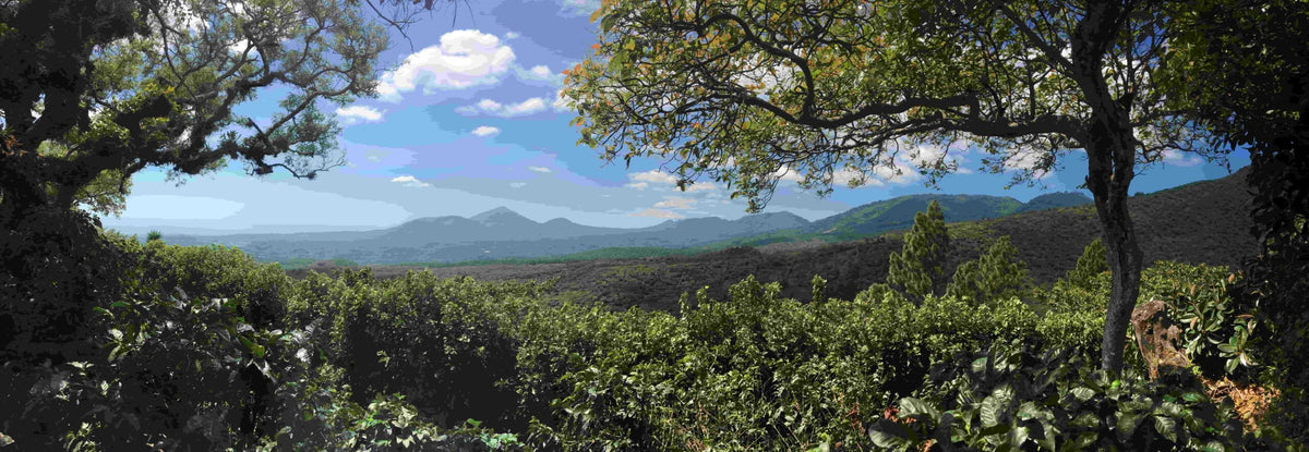 Plantación de café en la región de Apaneca-Ilamatepec, El Salvador