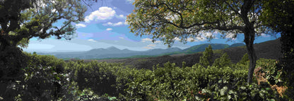 Plantación de café en la región de Apaneca-Ilamatepec, El Salvador