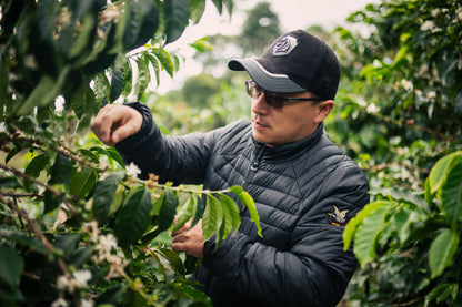 Trabajo en los cafetales de Finca Anaya, Huila