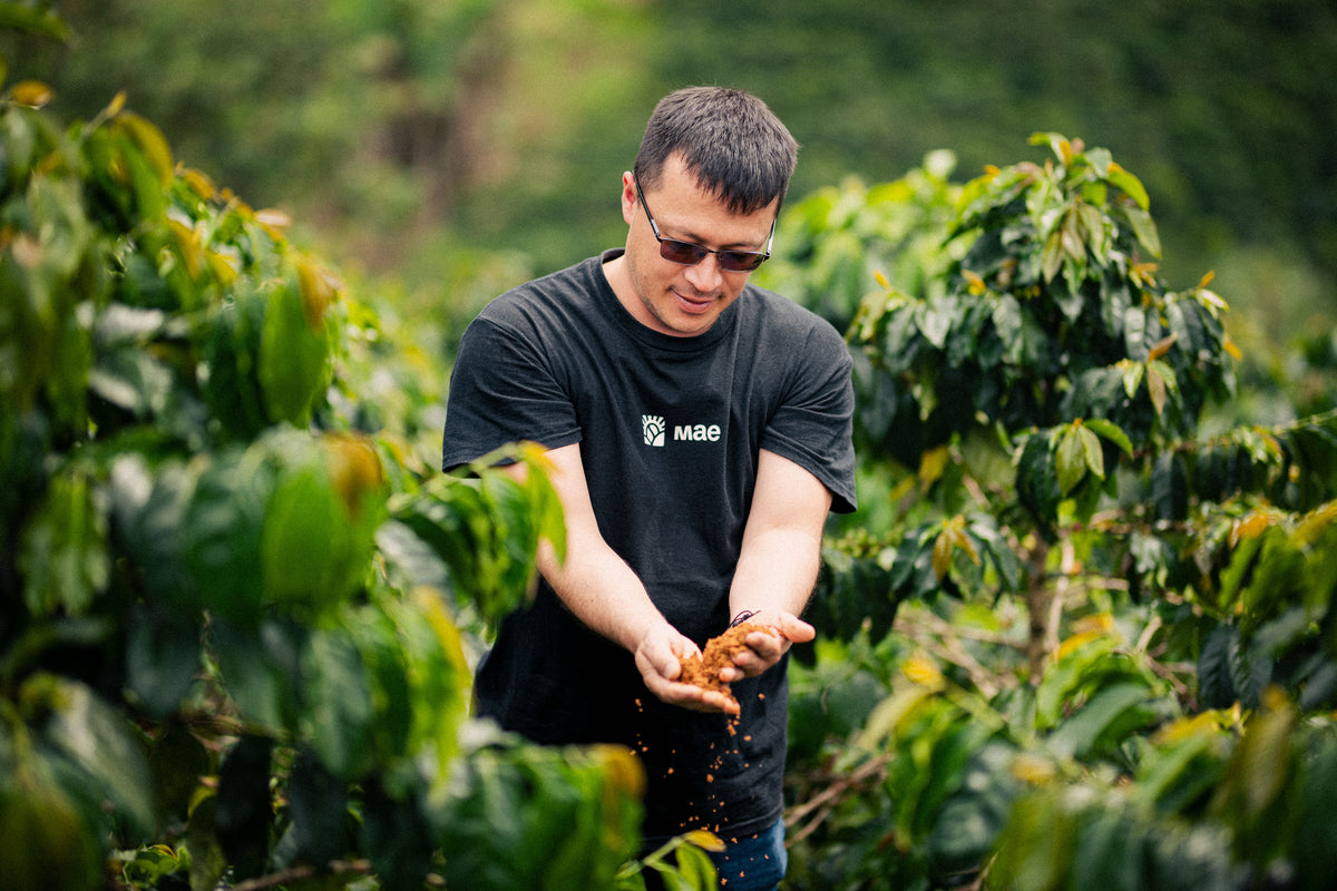 Selección de cerezas en Finca Anaya, Huila