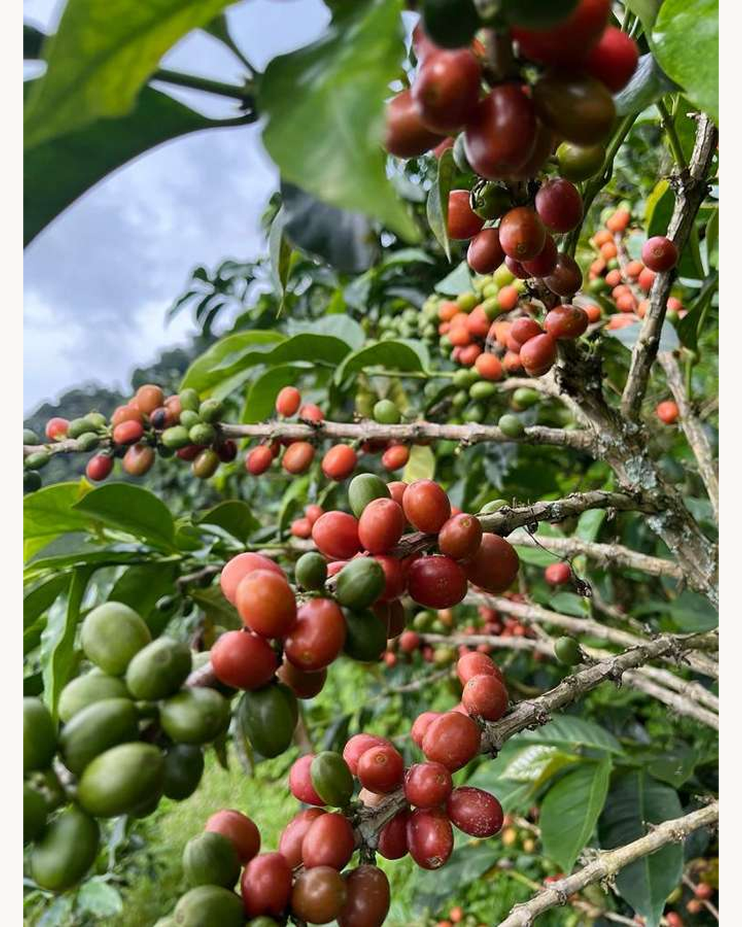 Cerezas maduras en los cafetales de Finca Villa Karina