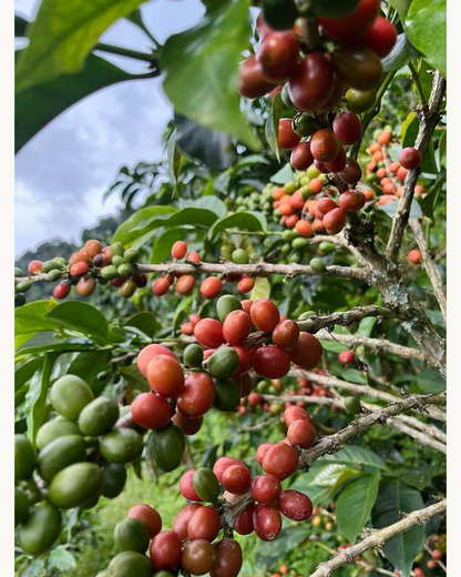 Cerezas maduras en los cafetales de Finca Villa Karina