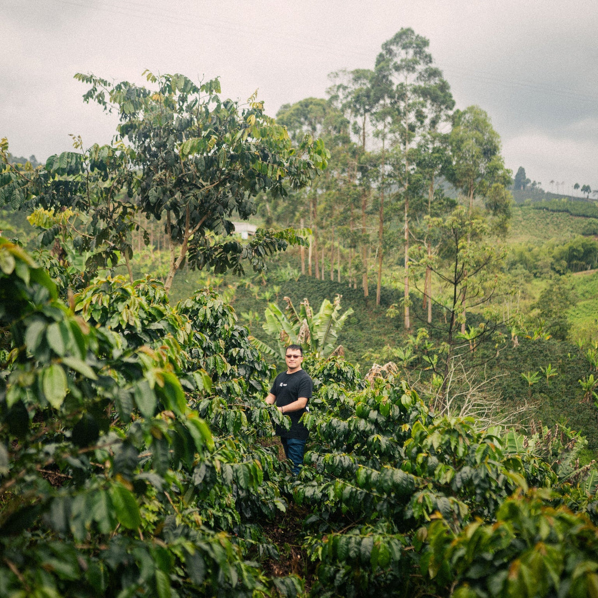 Paisaje cafetero de Finca Anaya en San Adolfo, Huila, Colombia