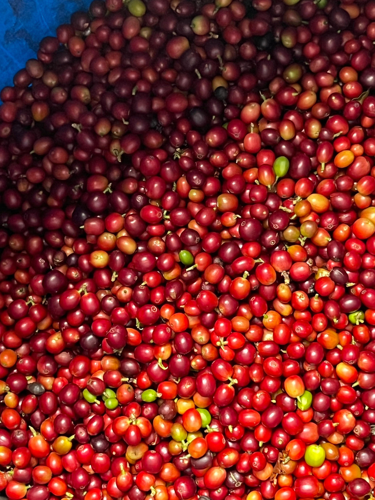 Cerezas de café en Finca El Silencio, Buenavista, Quindío, Colombia