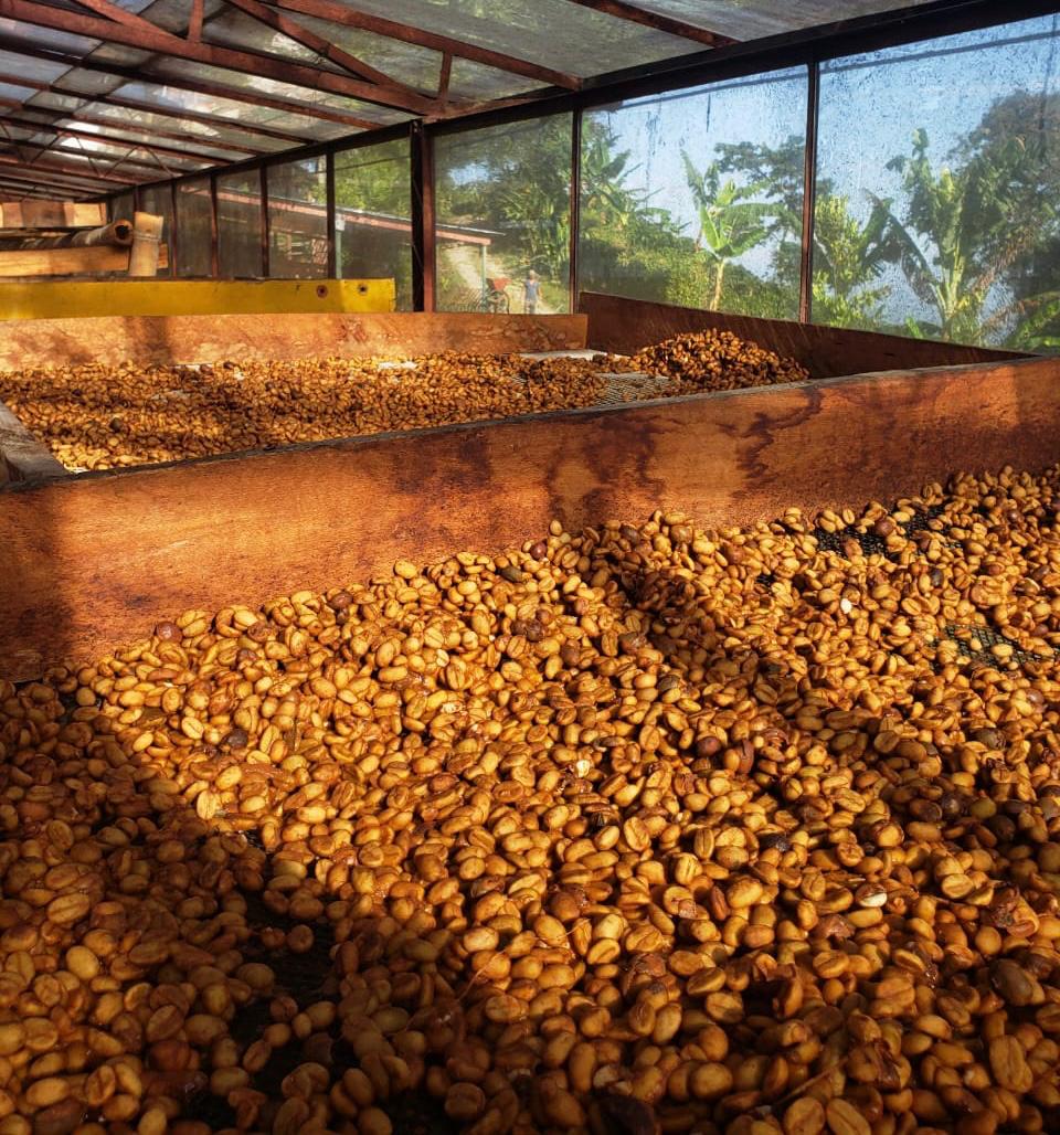 Secado de café en camas africanas en Finca El Silencio, Quindío, Colombia
