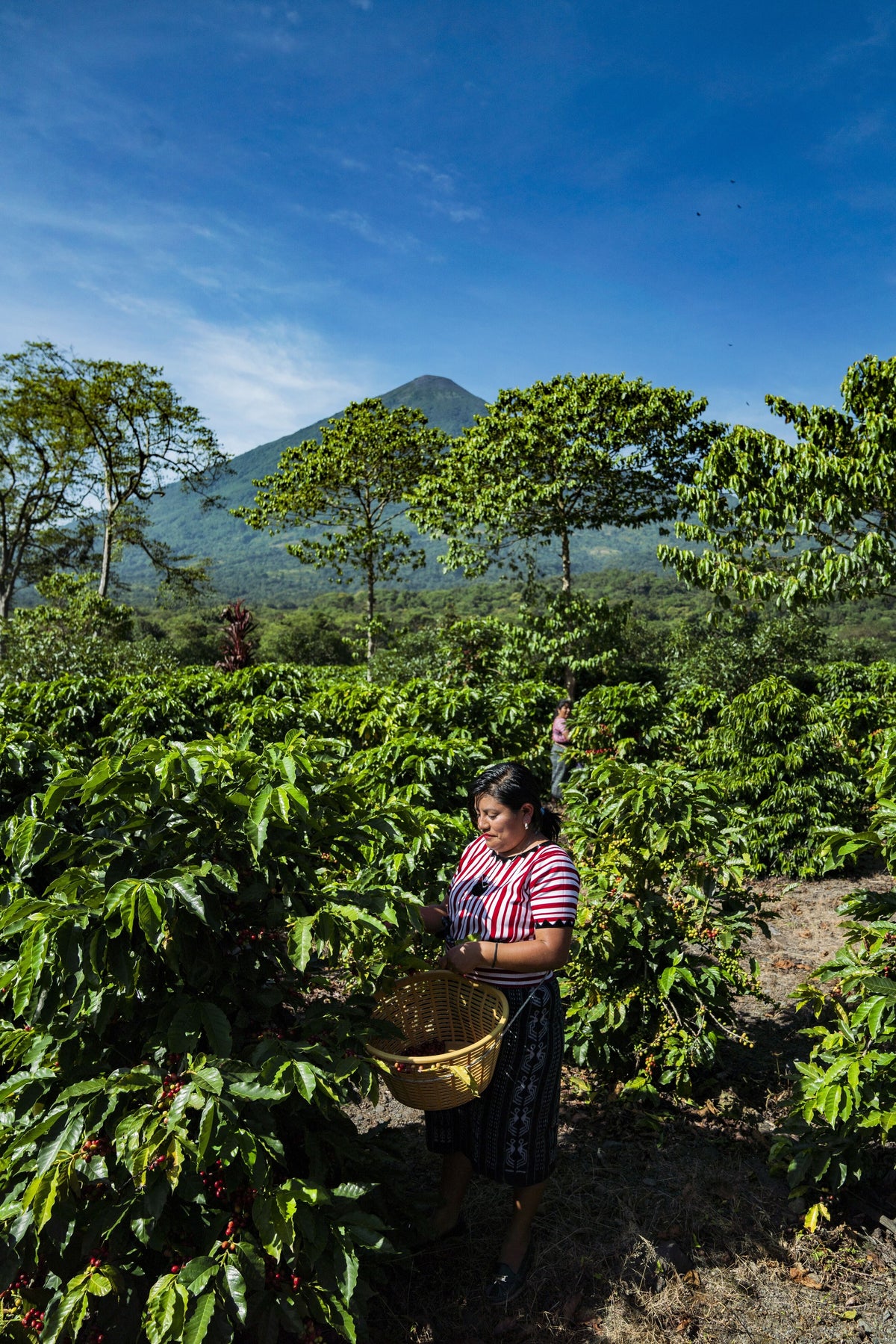 Cosecha de café en Finca Pampojilá, Guatemala