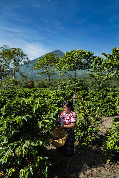 Cosecha de café en Finca Pampojilá, Guatemala
